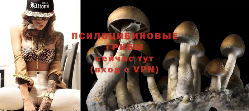 Псилоцибиновые грибы Cubensis  цена наркотик  Камызяк 